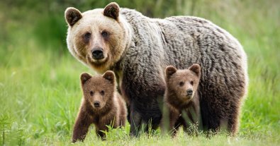 Фото – На Рівненщину вперше за 100 років повернувся ведмідь