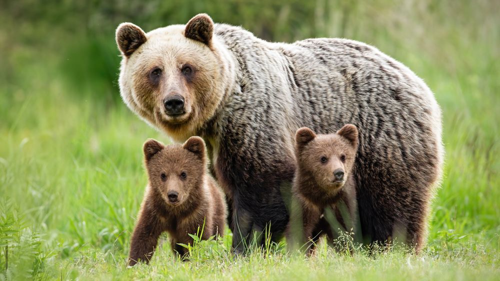 Photo – For the first time in 100 years, a bear has returned to Rivne region