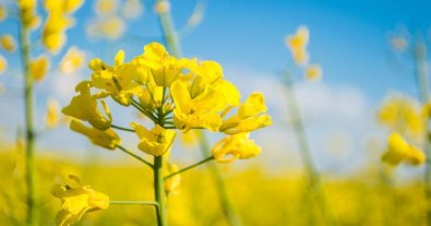 Фото – В Україні ріпак може замінити російську нафту