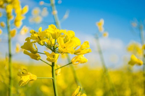 In Ukraine, rapeseed can replace Russian oil