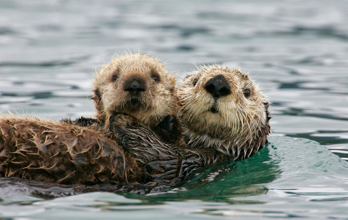 Photo – Scientists have told how to reduce the risk of mass extinction in the ocean