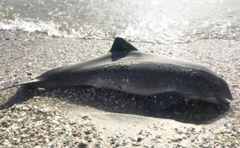 В Черном море военные действия РФ вызвали массовую гибель дельфинов. Фото