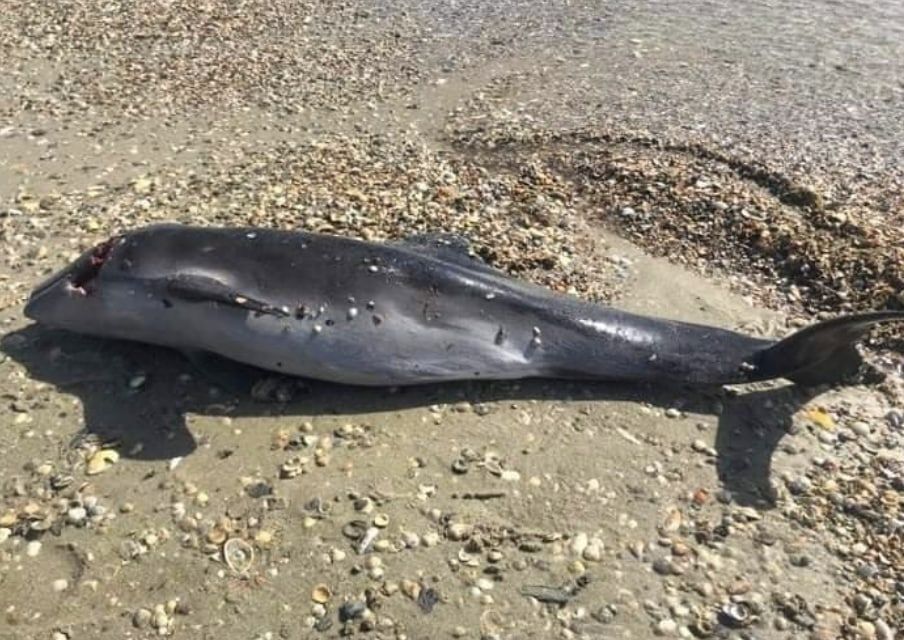 В Чорному морі воєнні дії РФ спричинили масову загибель дельфінів. Фото