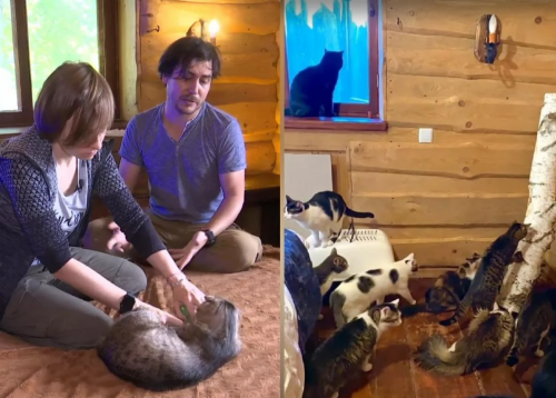 Spouses from Kharkiv saved more than 70 cats from Russia's war in Ukraine. Video