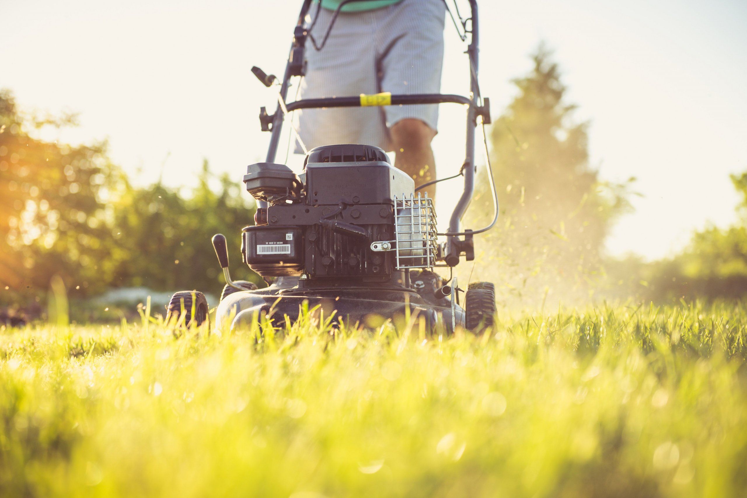 Photo – They mowed down various grasses that the communal workers promised not to touch