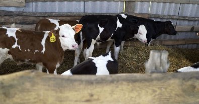 Photo – Denmark introduces Europe's first tax on CO2 emissions in agriculture