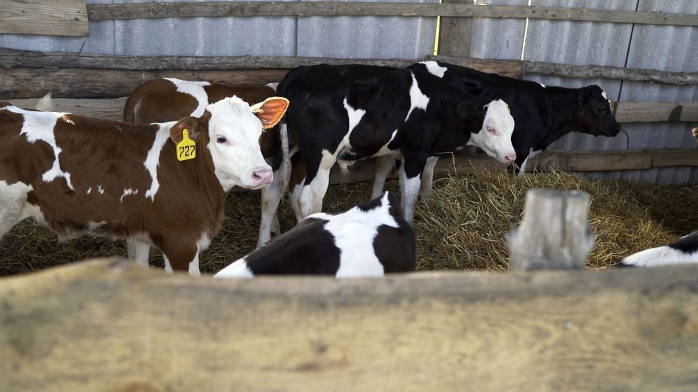 Photo – Denmark introduces Europe's first tax on CO2 emissions in agriculture