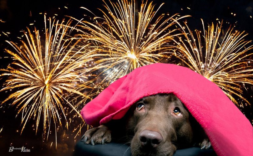 Prohibition of firecrackers and fireworks: a bill was introduced in the Verkhovna Rada of Ukraine