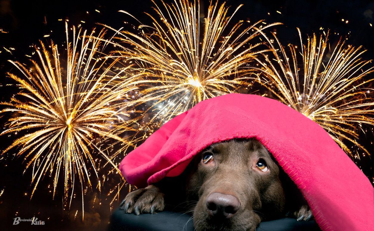 Photo – Prohibition of firecrackers and fireworks: a bill was introduced in the Verkhovna Rada of Ukraine