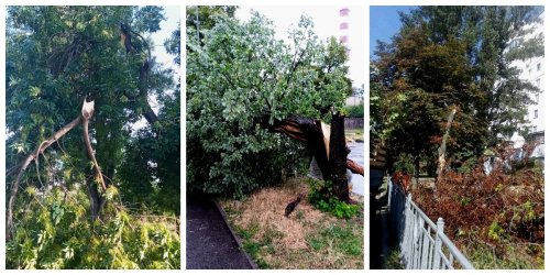 A thunderstorm fell and broke hundreds of trees in Kyiv. Photo