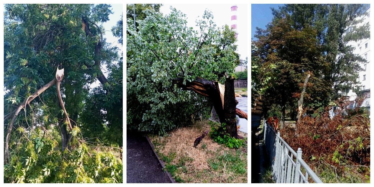 Фото – В Киеве гроза свалила и сломала сотни деревьев: наиболее пострадавшие районы. Фото