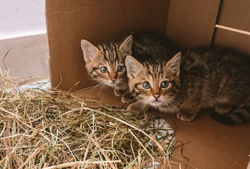 In Odesa the cubs of the Red Book forest cat were rescued from the shelling. Photo