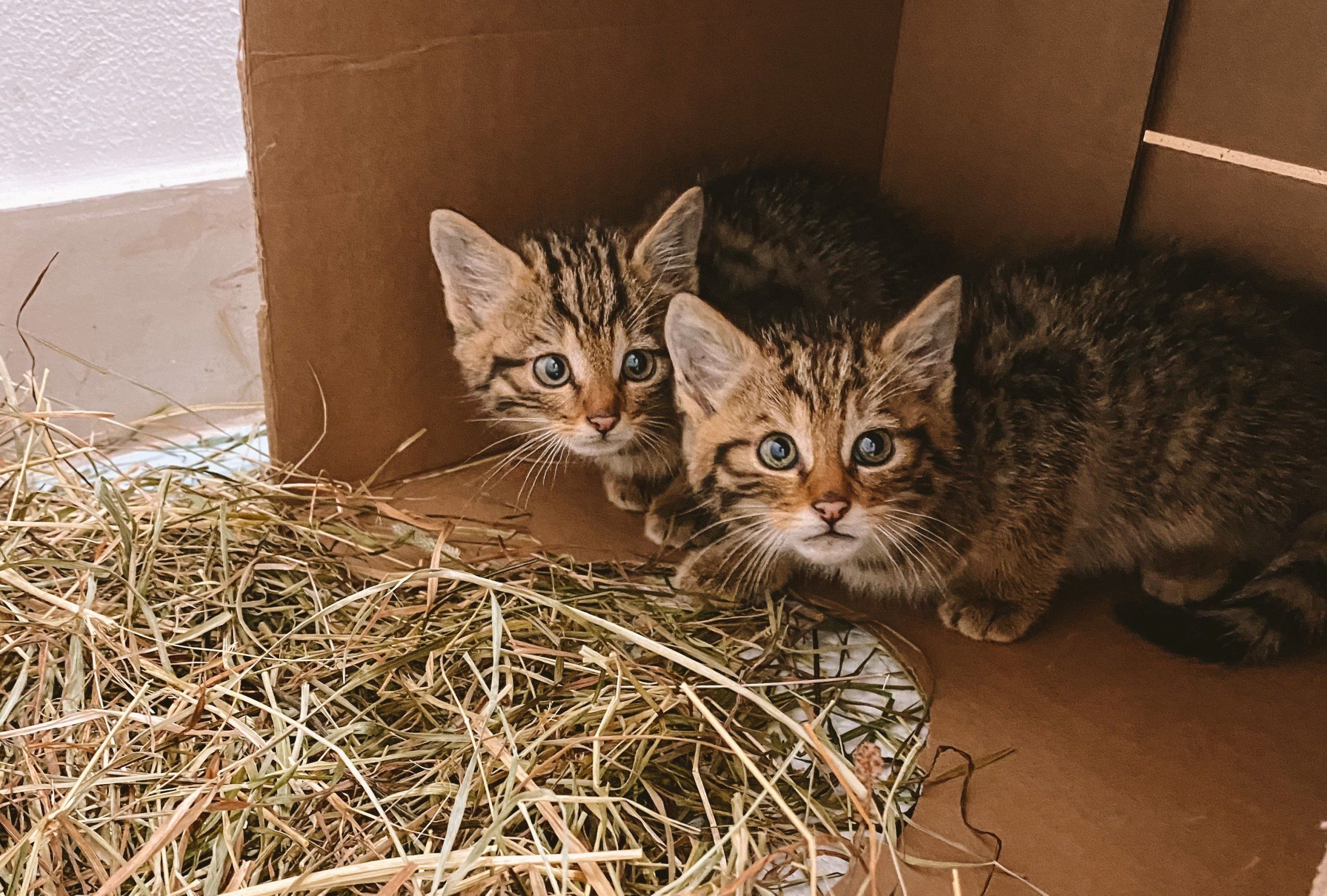Photo – In Odesa the cubs of the Red Book forest cat were rescued from the shelling. Photo