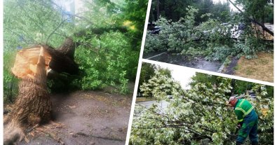 Фото – В Киеве гроза "забрала" 20 деревьев и поломала еще десятки. Фото