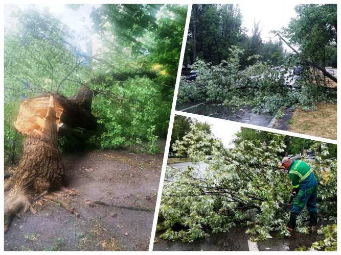 In Kyiv, a thunderstorm "took" 20 trees and broke dozens more. Photo