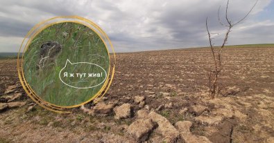 Фото – На Буковині незаконно розорали унікальне поселення червонокнижного ховраха