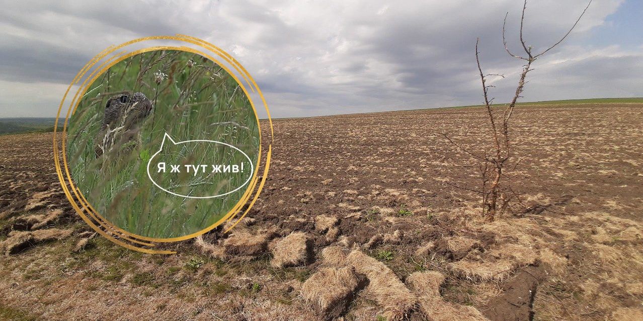 Photo – In Bukovyna, a unique settlement of the Red Book Gopher was illegally plowed