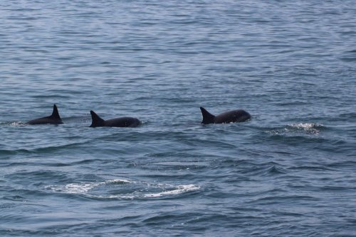 В Мариуполе умирают дельфины: названа вероятная причина. Фото