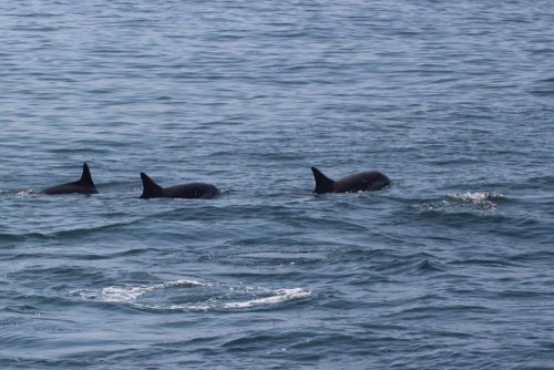 Dolphins are dying in Mariupol: the probable cause is named. Photo