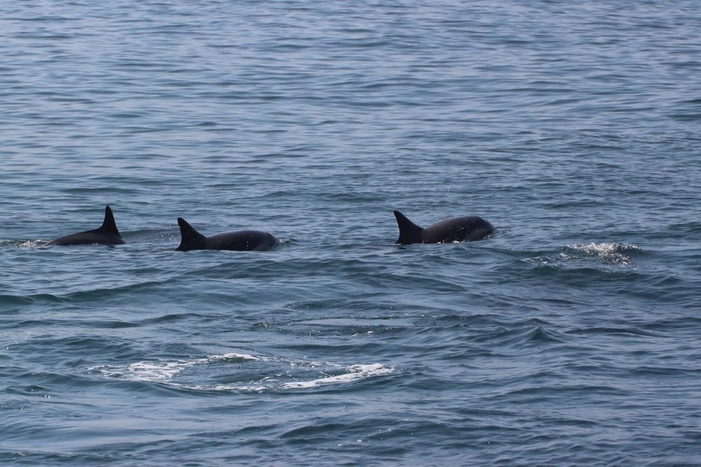 Photo – It became known how many dolphins were killed by the war unleashed by Russia