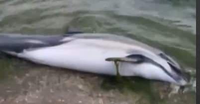 На узбережжя Чорного моря війна “викинула” ще декількох дельфінів. Фото 18+
