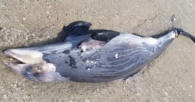Фото – На узбережжя Чорного моря війна “викинула” ще декількох дельфінів. Фото 18+