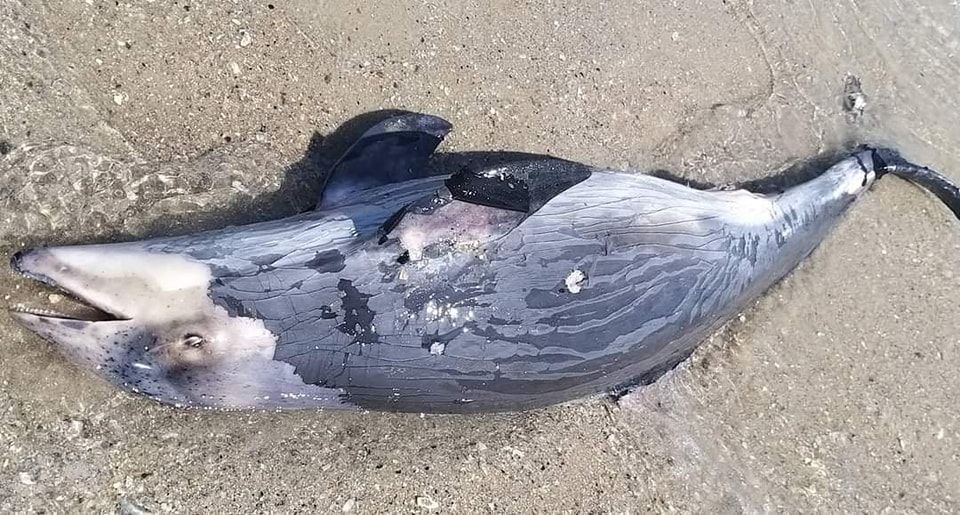 На узбережжя Чорного моря війна “викинула” ще декількох дельфінів. Фото 18+