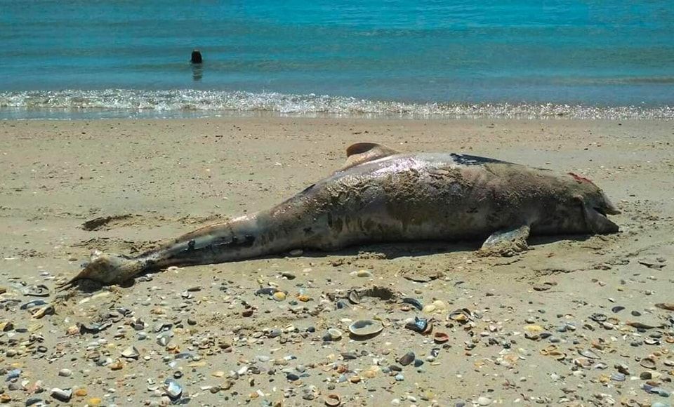 На Одещині ще кілька дельфінів стали жертвою війни. Фото