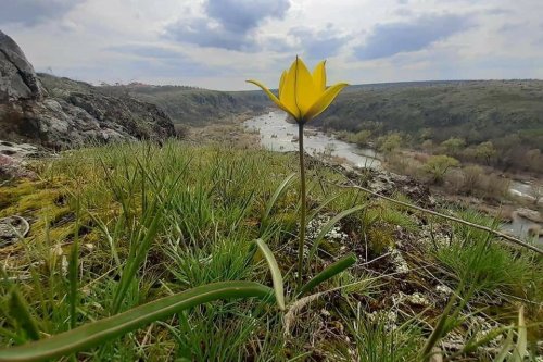 Energoatom can destroy the only plants in the world of Buzky Gard in Mykolaiv region