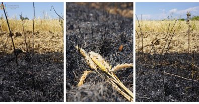 Photo – A firebug destroyed hectares of wheat and pastures in Zakarpattia. Photo
