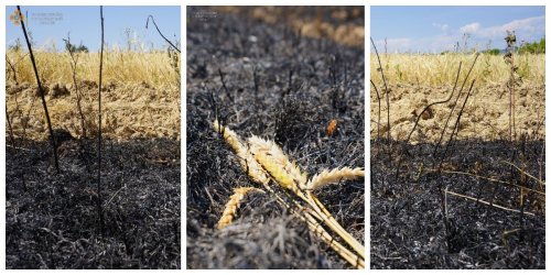 A firebug destroyed hectares of wheat and pastures in Zakarpattia. Photo