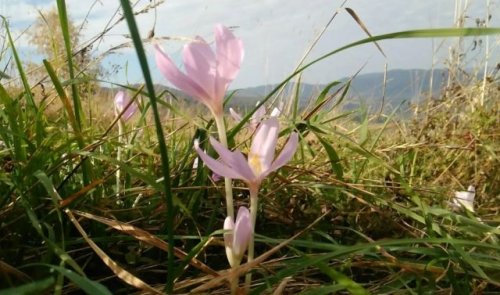 Scientists destroyed a tract of the Red Book flower in the nature reserve of Zakarpattia