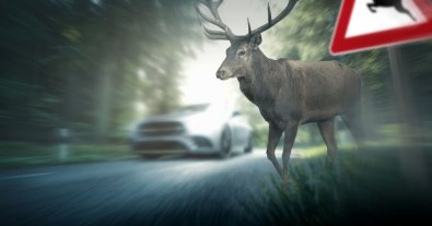 Photo – "Roads of life" for animals are created all over the world, but in Ukraine there is no one