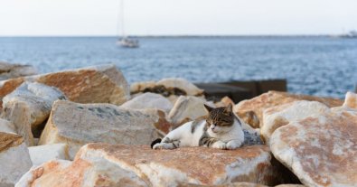 Photo – Top 5 simple tips for helping animals