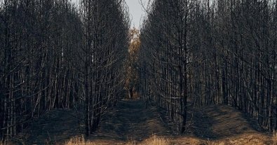 Фото – На Миколаївщині російські війська “спалили” лісу на сотні мільйонів гривень