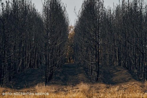 Russian troops burned a forest worth hundreds of millions of hryvnias in the Mykolaiv region