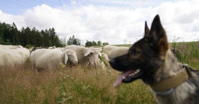 Photo – Energy workers replaced lawnmowers with sheep and cows in Germany