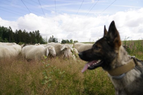 В Германии энергетики заменили газонокосилки на овец и коров