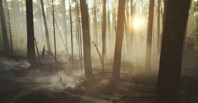 Фото – За два года войны в Украине уничтожены более 1500 км² леса, – ученые