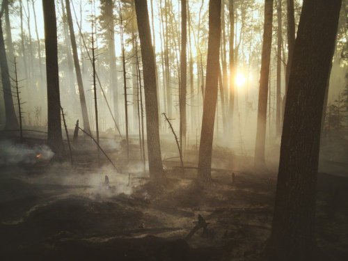 Fallen grass destroyed hundreds of hectares of land in Zhytomyr region