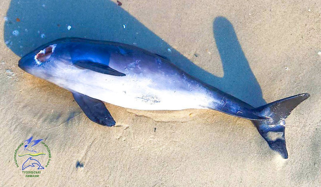 Науковці назвали кількість загиблих від війни дельфінів в Україні. Фото