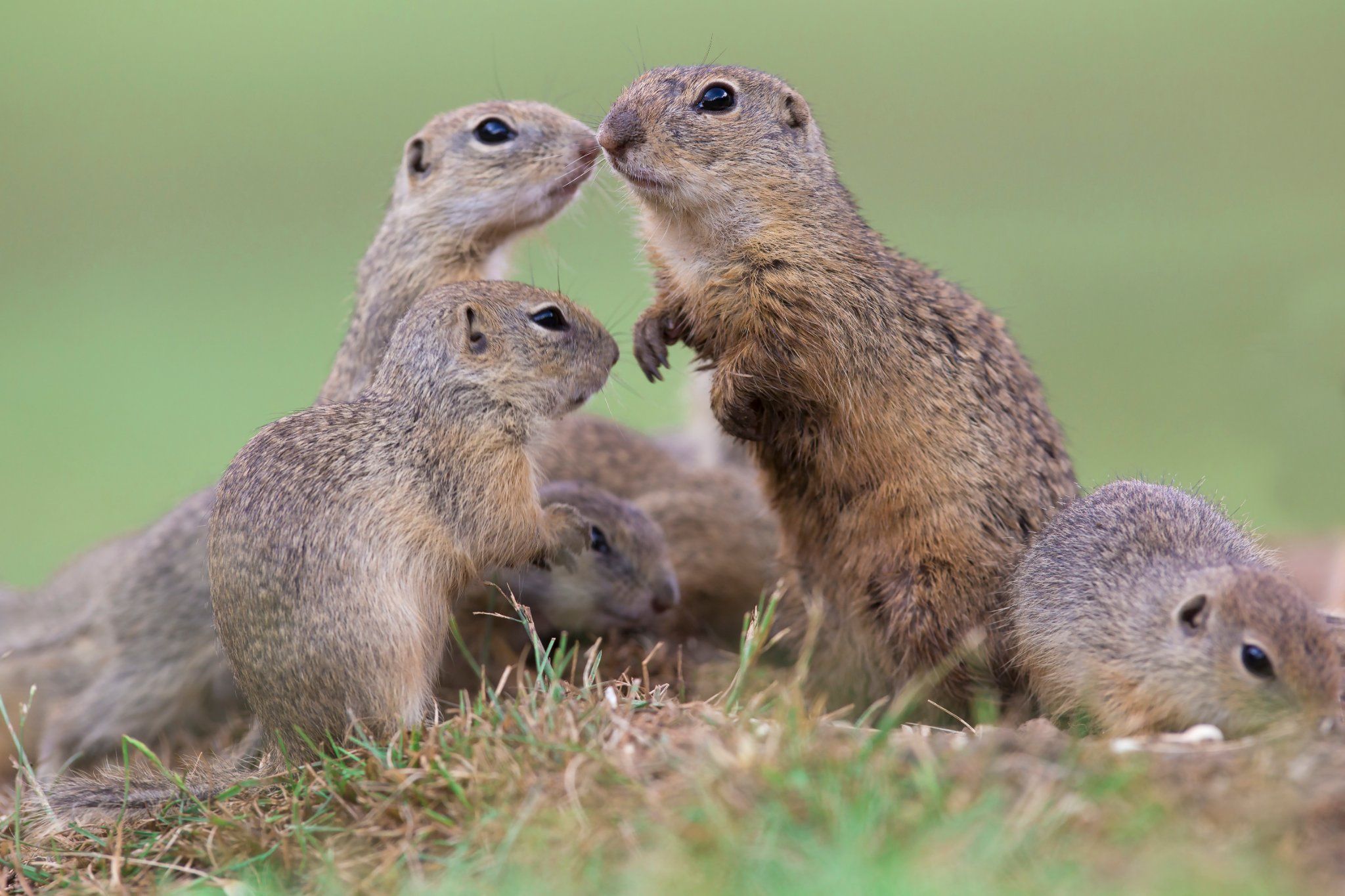 Photo – Criminal proceedings are opened for the destruction of a unique gopher colony