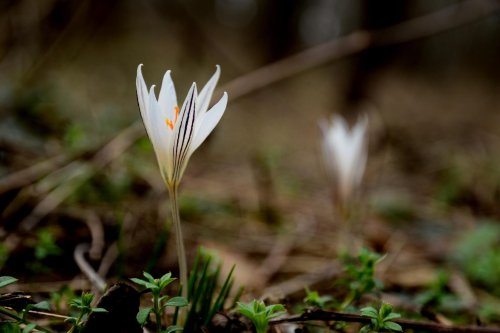 A farmer destroyed a valuable site of the botanical reserve Astragal in Kyiv region