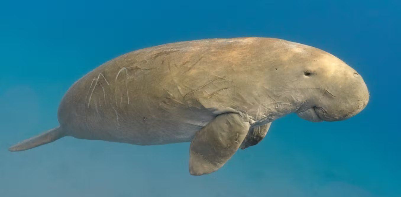 Photo – Scientists have confirmed that dugong mermaids have become extinct in China