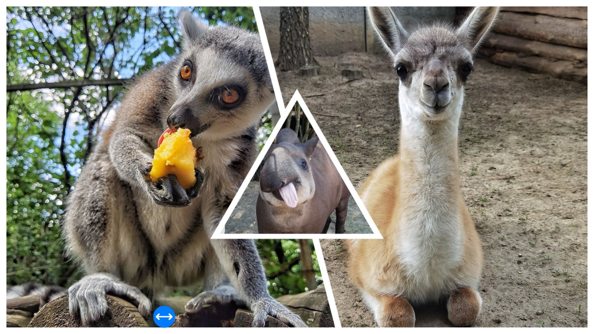 Photo – The zoo will receive half a million hryvnias for migrant animals in Rivne