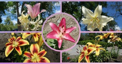 Photo – Lilies bloomed on the Alley of Glory of the Armed Forces of Ukraine in Volyn. Photo