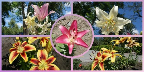 Lilies bloomed on the Alley of Glory of the Armed Forces of Ukraine in Volyn. Photo