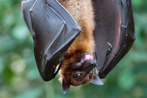 The Kyiv park was equipped with houses for bats. Photo