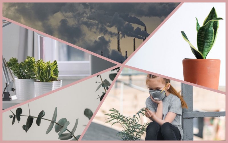 Top-3 indoor plants that purify the air and reduce anxiety