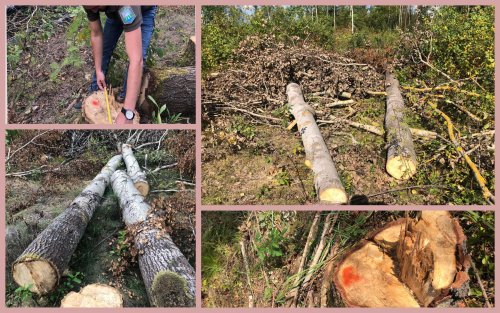 На Житомирщині “чорні лісоруби” завдали шкоди на майже 2 мільйона гривень